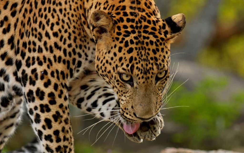 Yala Jeep Safari: Leopard Country at First Light