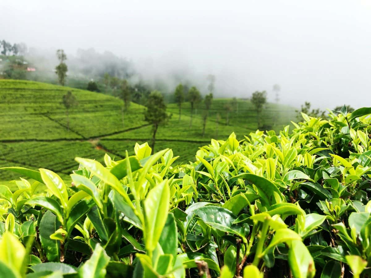 Nuwara Eliya Day Out: Little England & Tea Country