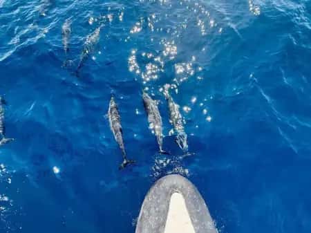 Whale Watching at Mirissa by Catamaran