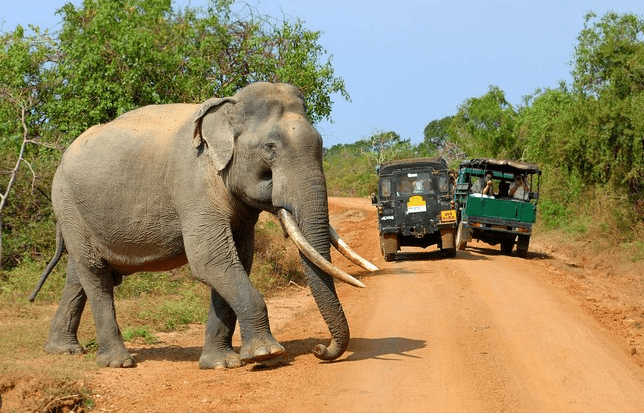 Udawalawe Safari: Wild Elephants & Orphan Calves