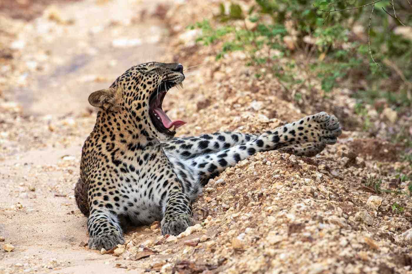 Yala Jeep Safari: Leopard Country at First Light
