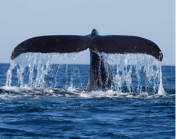 Whale Watching at Mirissa by Catamaran