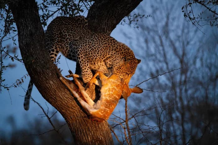 Private Transfer & Cab to Yala Safari Country Sri Lanka